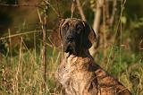 DOGUE ALLEMAND 914